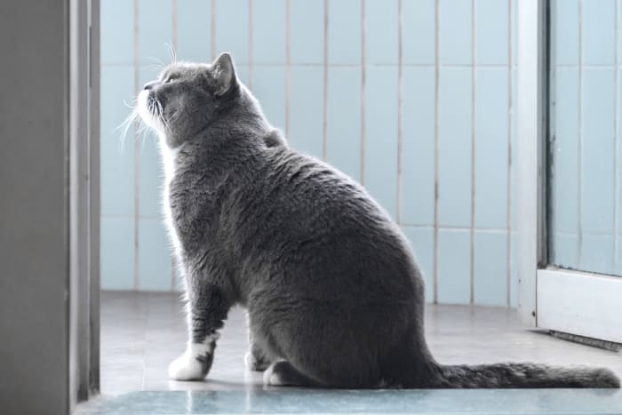 Vet surgeon in Rancho Palos Verdes
