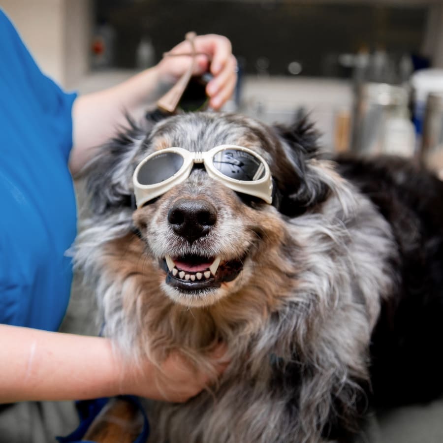 Veterinary Cold Laser Therapy in Rancho Palos Verdes